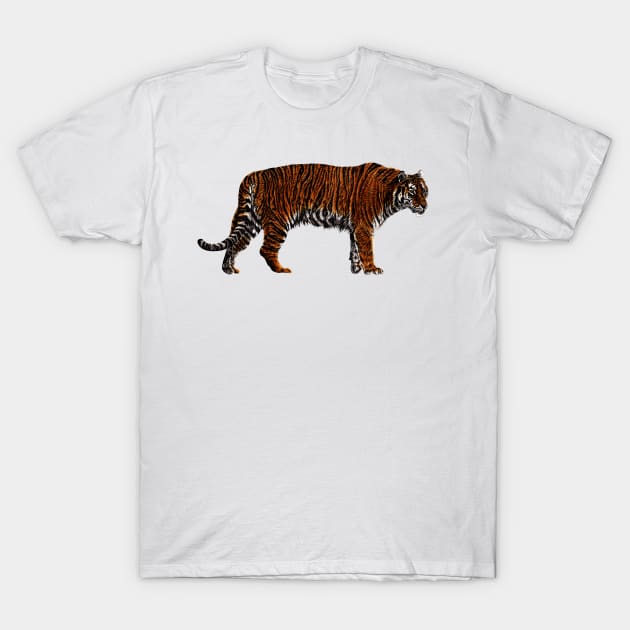 Tiger colour shirt discount
